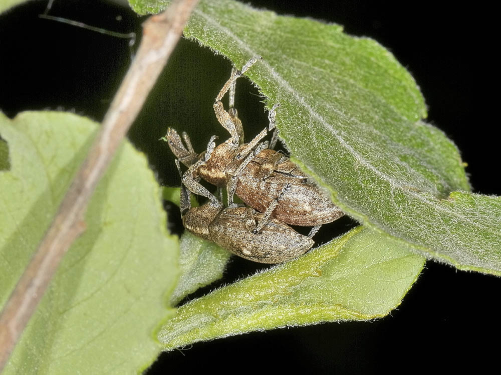 Notaris bimaculatus?no, Lepyrus palustris (Curculionidae)